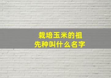 栽培玉米的祖先种叫什么名字