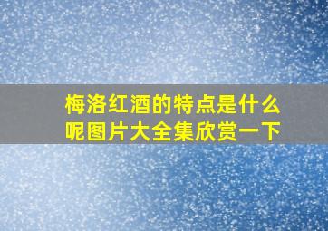 梅洛红酒的特点是什么呢图片大全集欣赏一下