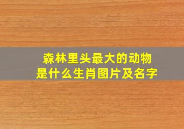 森林里头最大的动物是什么生肖图片及名字