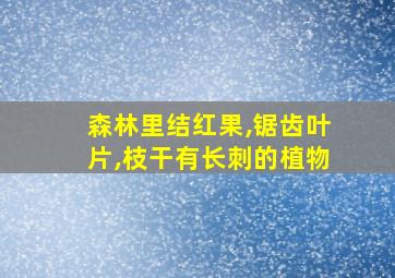 森林里结红果,锯齿叶片,枝干有长刺的植物