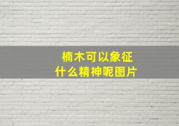 楠木可以象征什么精神呢图片