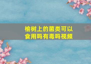 榆树上的菌类可以食用吗有毒吗视频