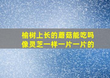 榆树上长的蘑菇能吃吗像灵芝一样一片一片的