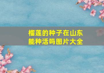 榴莲的种子在山东能种活吗图片大全