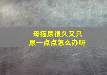 母猫尿很久又只尿一点点怎么办呀