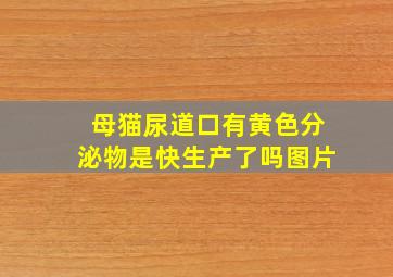 母猫尿道口有黄色分泌物是快生产了吗图片