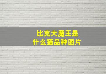 比克大魔王是什么猫品种图片