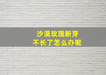 沙漠玫瑰新芽不长了怎么办呢