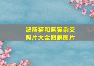 波斯猫和蓝猫杂交照片大全图解图片