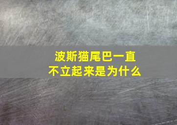 波斯猫尾巴一直不立起来是为什么