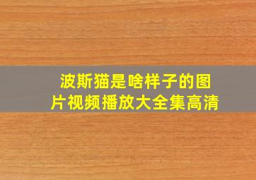 波斯猫是啥样子的图片视频播放大全集高清