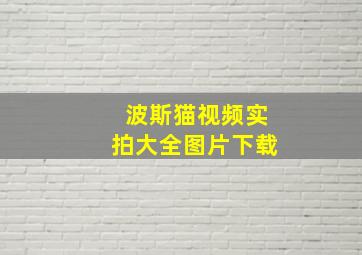 波斯猫视频实拍大全图片下载