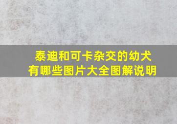 泰迪和可卡杂交的幼犬有哪些图片大全图解说明