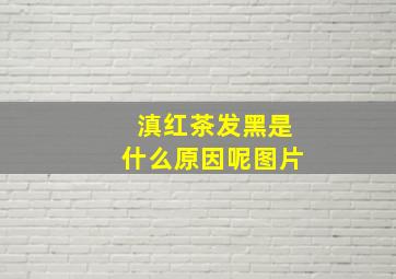 滇红茶发黑是什么原因呢图片