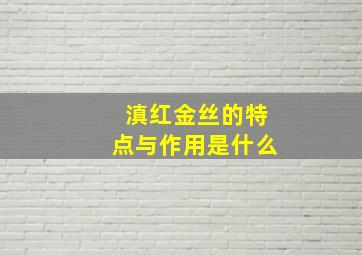 滇红金丝的特点与作用是什么