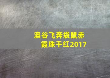 澳谷飞奔袋鼠赤霞珠干红2017