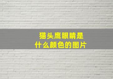 猫头鹰眼睛是什么颜色的图片