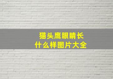 猫头鹰眼睛长什么样图片大全