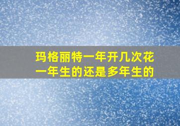 玛格丽特一年开几次花一年生的还是多年生的