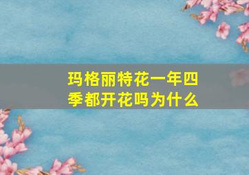 玛格丽特花一年四季都开花吗为什么