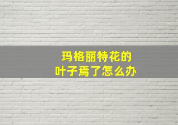 玛格丽特花的叶子焉了怎么办