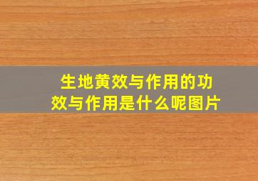 生地黄效与作用的功效与作用是什么呢图片