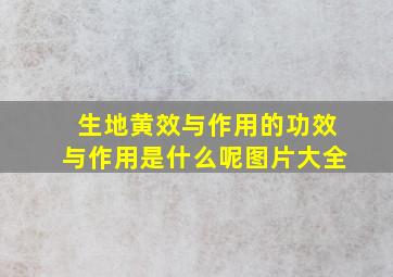 生地黄效与作用的功效与作用是什么呢图片大全