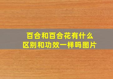 百合和百合花有什么区别和功效一样吗图片