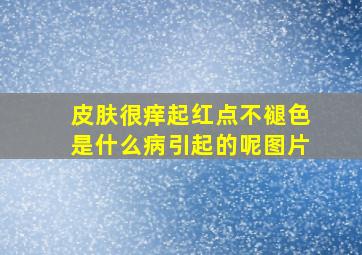 皮肤很痒起红点不褪色是什么病引起的呢图片