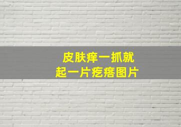 皮肤痒一抓就起一片疙瘩图片