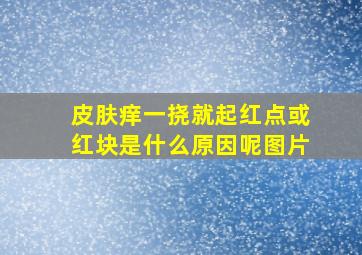 皮肤痒一挠就起红点或红块是什么原因呢图片