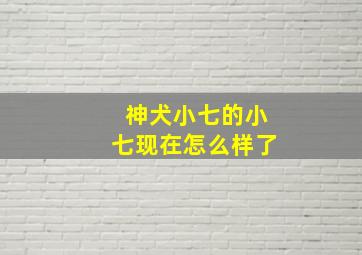 神犬小七的小七现在怎么样了