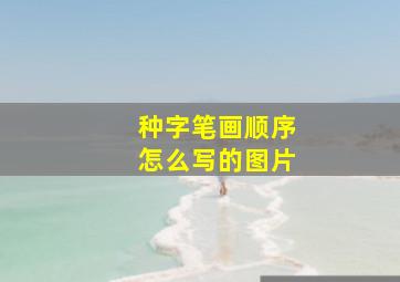 种字笔画顺序怎么写的图片