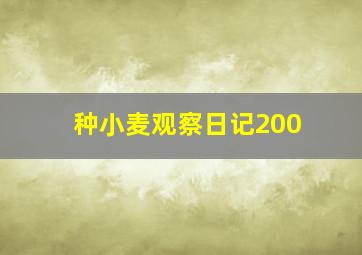 种小麦观察日记200