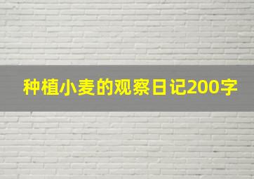 种植小麦的观察日记200字