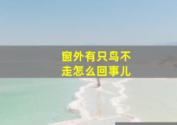 窗外有只鸟不走怎么回事儿