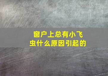 窗户上总有小飞虫什么原因引起的