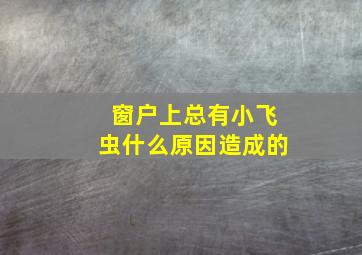 窗户上总有小飞虫什么原因造成的