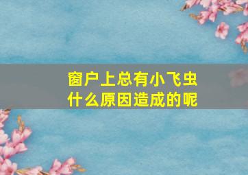 窗户上总有小飞虫什么原因造成的呢