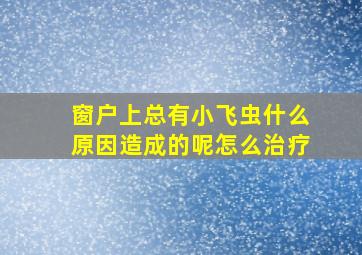 窗户上总有小飞虫什么原因造成的呢怎么治疗