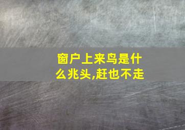 窗户上来鸟是什么兆头,赶也不走