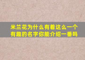 米兰花为什么有着这么一个有趣的名字你能介绍一番吗