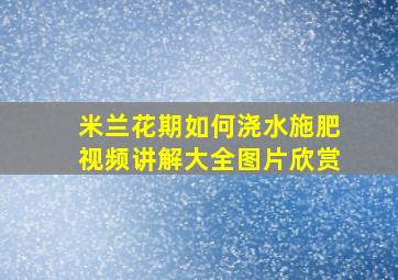 米兰花期如何浇水施肥视频讲解大全图片欣赏