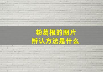 粉葛根的图片辨认方法是什么