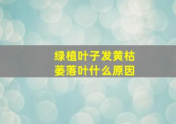 绿植叶子发黄枯萎落叶什么原因