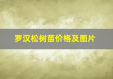 罗汉松树苗价格及图片