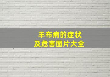 羊布病的症状及危害图片大全