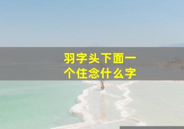 羽字头下面一个住念什么字