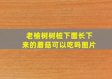 老榆树树桩下面长下来的蘑菇可以吃吗图片