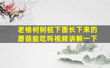 老榆树树桩下面长下来的蘑菇能吃吗视频讲解一下